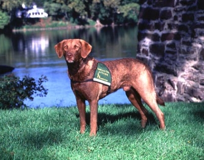 chesapeake bay retriever service dog