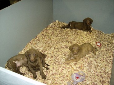 are cedar shavings ok for puppies